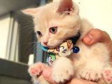 2 Aylık British Shorthair Golden Yavrumuz Sahibini Arıyor