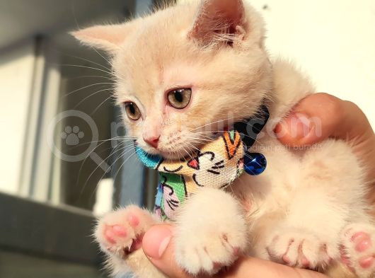 2 Aylık British Shorthair Golden Yavrumuz Sahibini Arıyor görsel