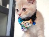 2 Aylık British Shorthair Golden Yavrumuz Sahibini Arıyor