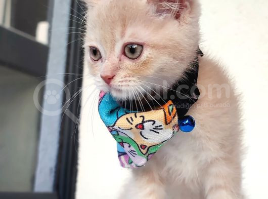 2 Aylık British Shorthair Golden Yavrumuz Sahibini Arıyor görsel