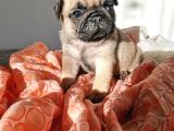 Üst Kali̇te Safkan Pug Yavrulari