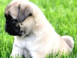 Gül Kuyruk Kisa Pug Yavrular Her Yere Gönderi̇li̇r