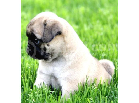 Gül Kuyruk Kisa Pug Yavrular Her Yere Gönderi̇li̇r görsel