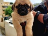 HARİKA PUG YAVRULARI