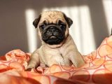 ÜST KALİTE SAFKAN PUG YAVRULARI