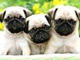 GÜL KUYRUK KISA PUG YAVRULAR HER YERE GÖNDERİLİR