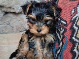 Teacup Yorkshi̇re Yavru