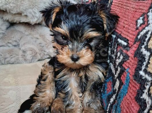 Teacup Yorkshi̇re Yavru görsel