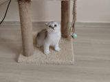 Orjinal anne baba scrli Topaç kafa scottish fold silver