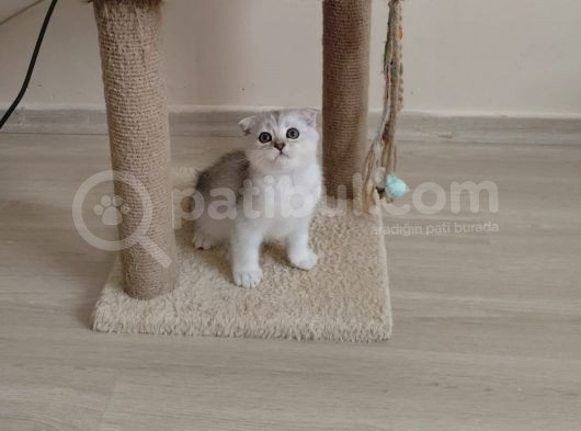 Orjinal Anne Baba Scrli Topaç Kafa Scottish Fold Silver