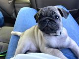 Gül Kuyruk Pug Yavru Köpek