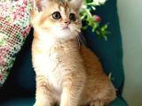 Saf kan British shorthair golden