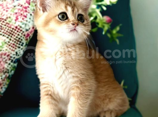 Saf Kan British Shorthair Golden
