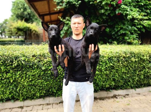 Siyah Alman Çoban Köpeği Yavrularımız görsel