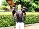 Siyah Alman Çoban Köpeği Yavrularımız