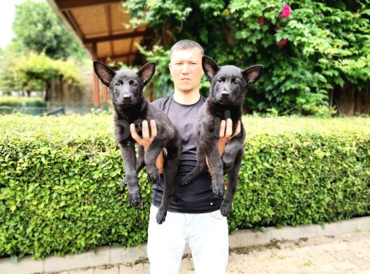 Siyah Alman Çoban Köpeği Yavrularımız görsel