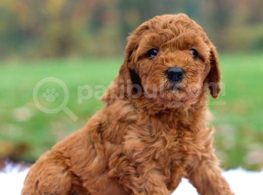 Mini Boy Puppy Kıpkırmızı Red Tooy Poodle  görsel