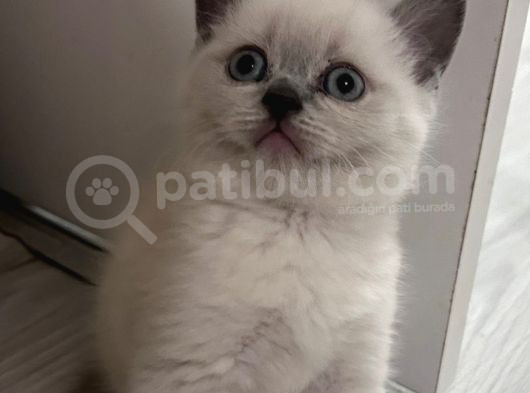 A Kalite Blue Point Erkek Yavru