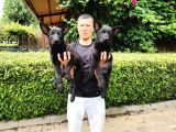 Siyah Alman Çoban Köpeği Yavrularımız