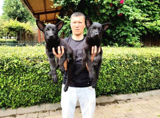 Siyah Alman Çoban Köpeği Yavrularımız