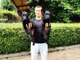 Siyah Alman Çoban Köpeği Yavrularımız