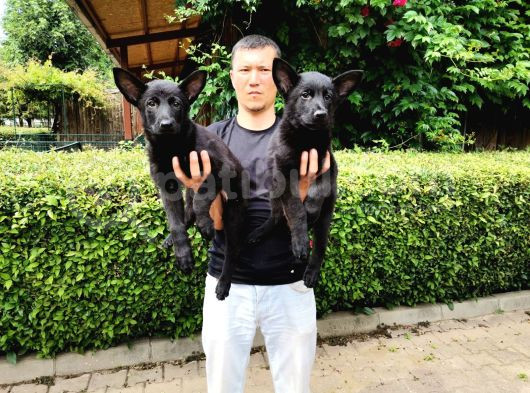 Siyah Alman Çoban Köpeği Yavrularımız görsel