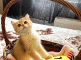 Brıstısh Golden Shorthair