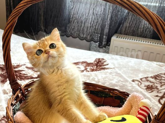 Brıstısh Golden Shorthair görsel