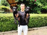 Siyah Alman Çoban Köpeği Yavrularımız