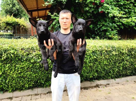 Siyah Alman Çoban Köpeği Yavrularımız görsel