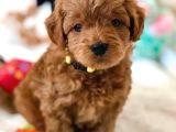 Mini boy puppy kıpkırmızı Red TOOY POODLE 