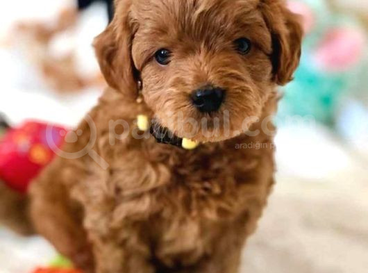 Mini Boy Puppy Kıpkırmızı Red Tooy Poodle 