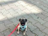 Gül Kuyruk Pug Yavru Köpek