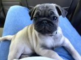 Gül Kuyruk Pug Yavru Köpek