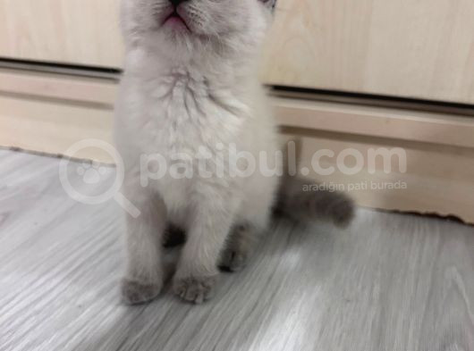 A Kalite Blue Point Erkek Yavru görsel
