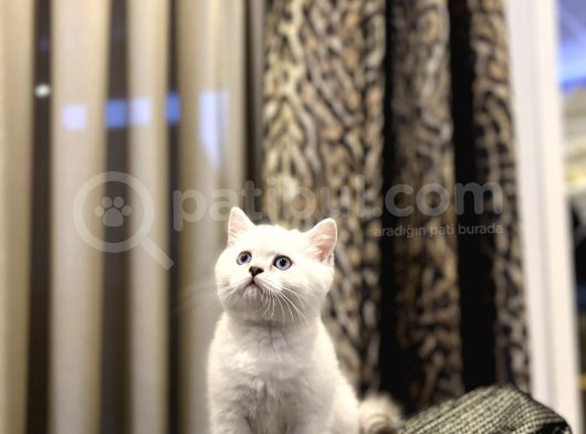 Evi̇ni̇zi̇n Neşesi̇ Bri̇ti̇sh Shorthai̇r Si̇lver Yavrularim görsel