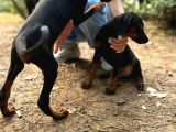 Doberman Yavruları