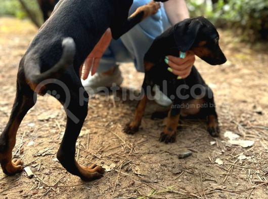 Doberman Yavruları görsel