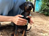 Doberman yavruları