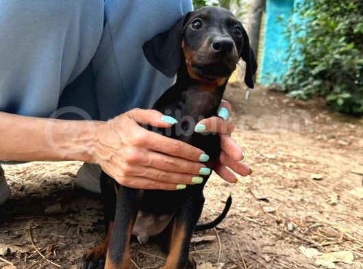 Doberman Yavruları