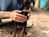 Doberman Yavruları