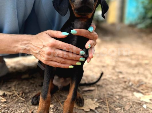 Doberman Yavruları görsel