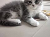 2 Aylık Çok Cana Yakın Yavru Kedi