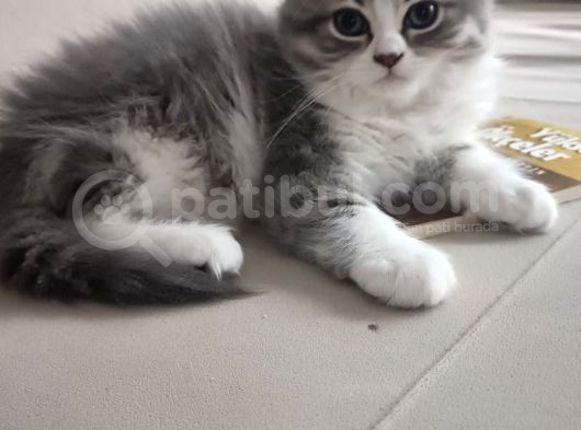 2 Aylık Çok Cana Yakın Yavru Kedi görsel