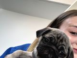 Gül Kuyruk Pug Yavru Köpek