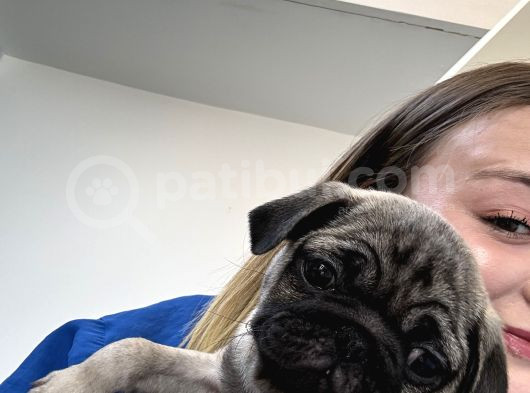 Gül Kuyruk Pug Yavru Köpek görsel