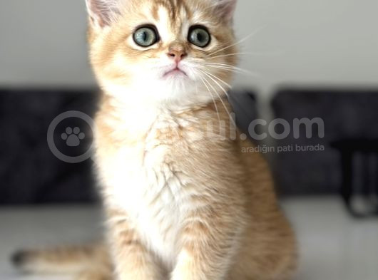 Saf Kan British Shorthair Golden görsel