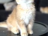 Saf Kan British Shorthair Golden