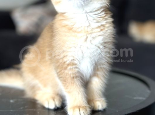 Saf Kan British Shorthair Golden görsel