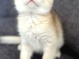 Saf Kan British Shorthair Golden